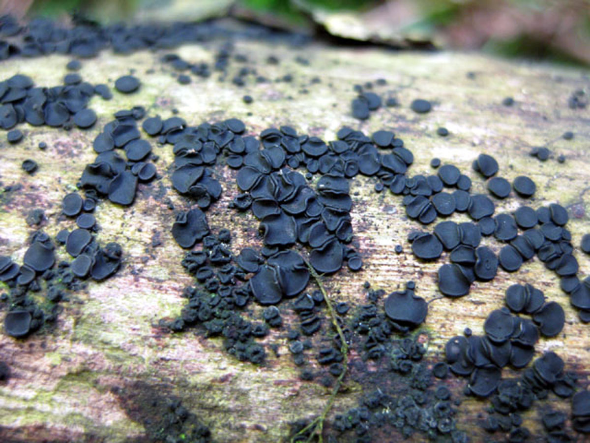 Представитель Семейства Dactylosporaceae
